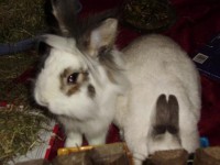 /album/fotogallerij/konijnen-koppelen-pim-en-laura-smikkelen-jpg/